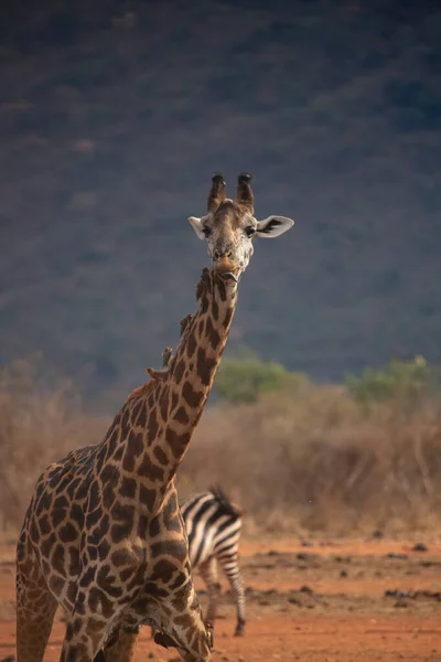 Żyrafowate Żyrafa Wielbłądowata Żyrafa Sawannie Safari Tsavo National Park Kenia — Zdjęcie stockowe