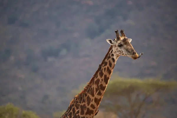 Giraffidae Giraffa Camelopardalis Жираф Саванне Сафари Национальном Парке Цаво Кения — стоковое фото