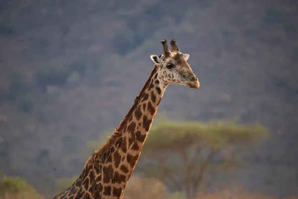 Giraffidae Giraffa Camelopardalis 케냐의 소국립 공원에 사파리에 기린입니다 아름다운 — 스톡 사진