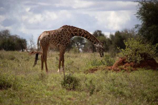 Żyrafowate Żyrafa Wielbłądowata Żyrafa Sawannie Safari Tsavo National Park Kenia — Zdjęcie stockowe