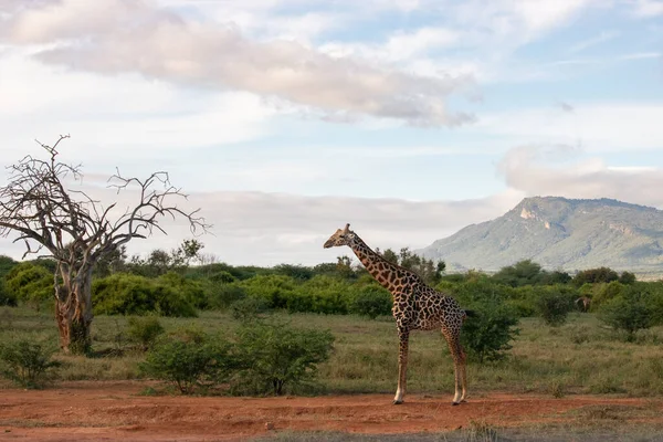 Giraffidae Giraffa Camelopardalis Giraffa Savana Safari Nel Parco Nazionale Tsavo — Foto Stock