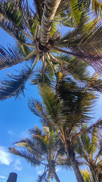 Pamen Aan Zee Indische Oceaan Ochtend Zonsopgang Met Uitzicht Palmbomen — Stockfoto