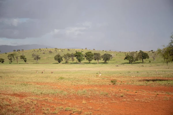 Sabahın erken saatlerinde bir ceylan sürüsü, Kenya Afrika 'da bir safaride çekilmiş bir milli parktaki savanı hışırdatır.