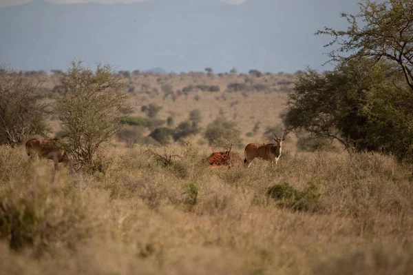 Thomson Gazelle Αγωνίζονται Νωρίς Πρωί Στη Σαβάνα Ένα Εθνικό Πάρκο — Φωτογραφία Αρχείου
