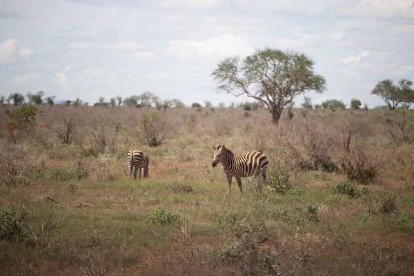 Zepra Natureza África Quênia Tanzânia Planícies Zebra Uma Paisagem Safari — Fotografia de Stock