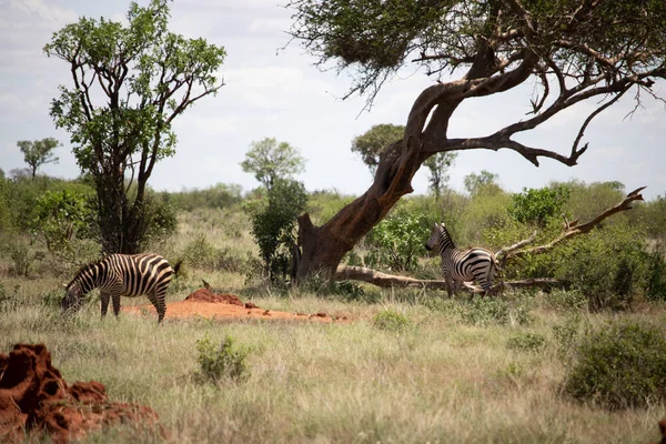 자연에 존재하는 제브라 아프리카의 탄자니아 얼룩말 사파리 — 스톡 사진