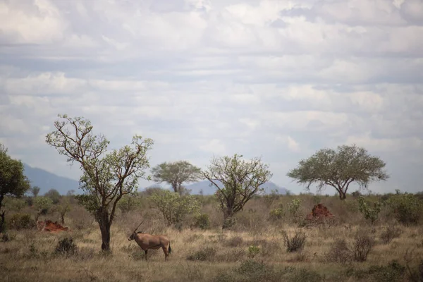 아프리카의 아름다운 풍경인 사바나는 사파리를 있었습니다 케냐와 그곳의 동물들의 아름다운 — 스톡 사진