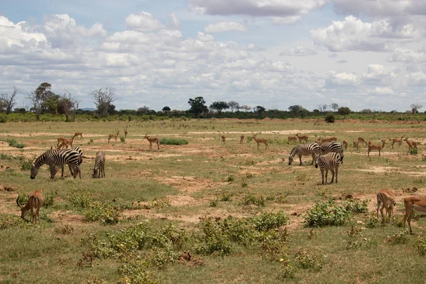 Sabahın Erken Saatlerinde Bir Ceylan Sürüsü Kenya Afrika Bir Safaride — Stok fotoğraf