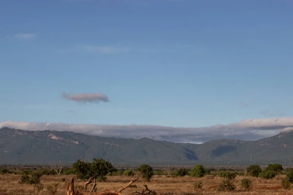 Красивый Пейзаж Африке Саванна Сафари Прекрасный Вид Кению Дикую Природу — стоковое фото