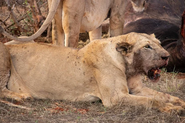 Lion Femelle Vante Fièrement Buffle Eau Dans Nature Après Chasse — Photo