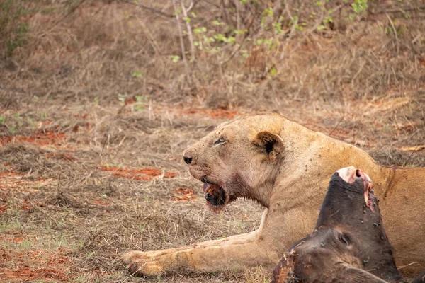 Leão Fêmea Orgulhosamente Orgulha Búfalo Água Natureza Depois Caçar Alimentar — Fotografia de Stock