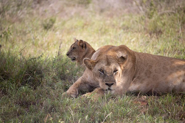 Uma Família Leões Com Suas Catracas Fotografadas Quênia África Safári — Fotografia de Stock