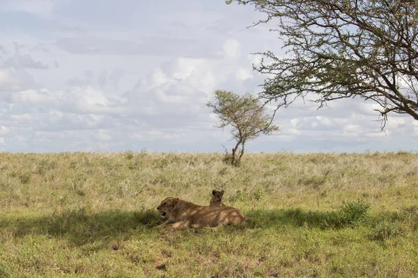 Μια Οικογένεια Λιονταριών Τις Τουρνικέ Τους Φωτογραφήθηκε Στην Κένυα Στην — Φωτογραφία Αρχείου