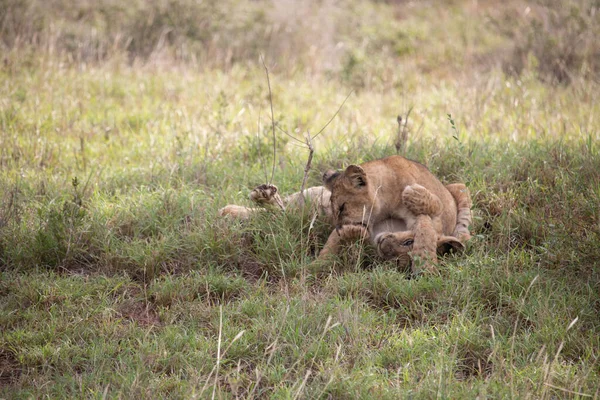 Μια Οικογένεια Λιονταριών Μικρά Τους Που Φωτογραφήθηκαν Στην Κένυα Στην — Φωτογραφία Αρχείου