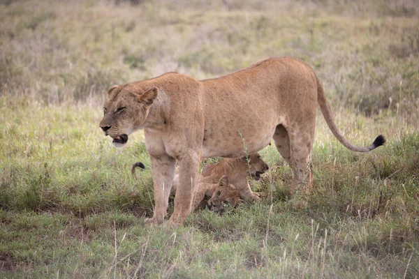 Eine Löwenfamilie Mit Ihren Drehkreuzen Fotografiert Kenia Afrika Auf Einer — Stockfoto