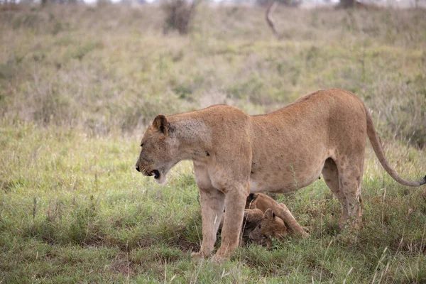 一群狮子带着他们的旋转栅门在肯尼亚拍摄了照片 他们正在非洲的一个狩猎过程中穿越了国家公园的草原 上午游戏驾驶的照片 — 图库照片