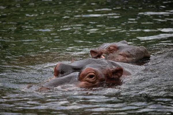 Flodhäst Vattnet Flodhästar Kenya Svalnar Flod Safari Foton Afrika — Stockfoto