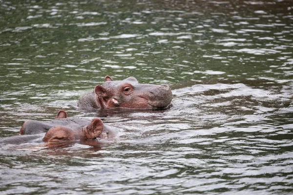 Flodhäst Vattnet Flodhästar Kenya Svalnar Flod Safari Foton Afrika — Stockfoto