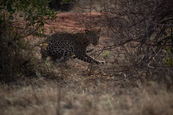 Леопард Сафари Кении Африка — стоковое фото
