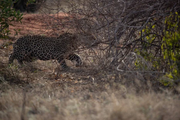 Леопард Сафари Кении Африка — стоковое фото