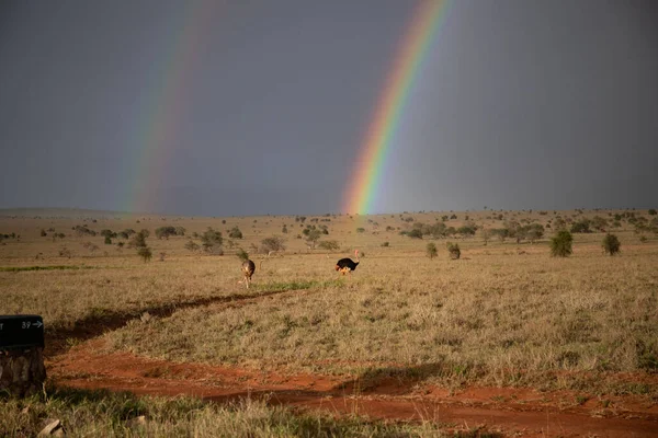 Rainbow in a beautiful landscape shot. Savannah Africa Kenya Taita Hills. on a safari in an incredible landscape