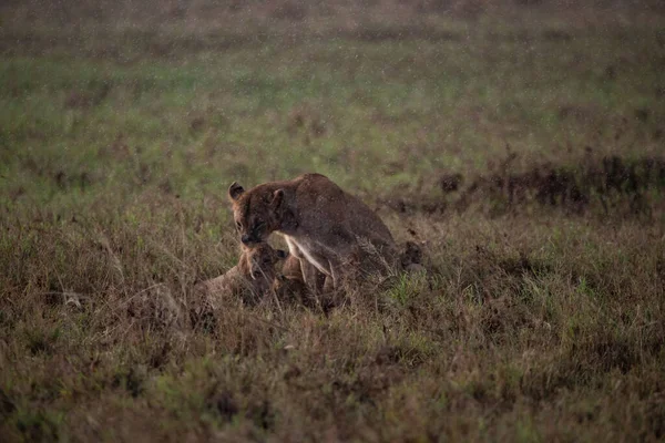 Семья Львов Своими Турникетами Сфотографирована Кении Африка Сафари Через Саванну — стоковое фото