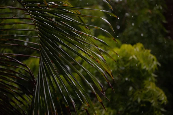 Wet Palm Leaves Rain — Stock Photo, Image