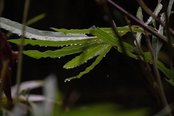 雨の中で湿ったヤシの葉 — ストック写真