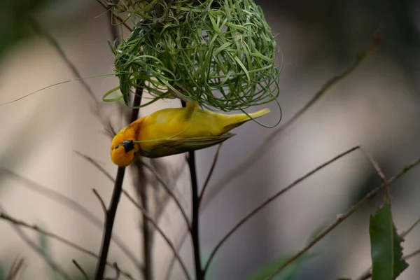 Weaver Madár Wida Pinch Passerine Madár Passeriformes Épít Fészket Szárazföldön — Stock Fotó