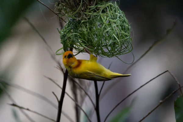 ウィーバー バード ウィドフィンチ パッセリン バード パッセリーは土地に巣を作る ケニアでサファリを取る 黄色の鳥 — ストック写真