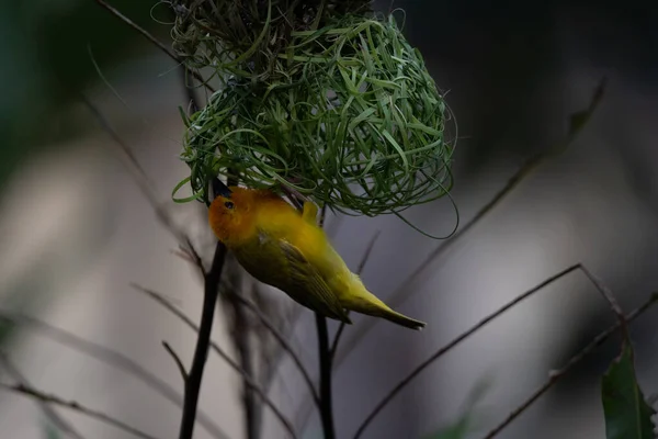 Uccello Tessitore Fringuello Wida Uccello Passeriforme Passeriformi Costruiscono Loro Nidi — Foto Stock
