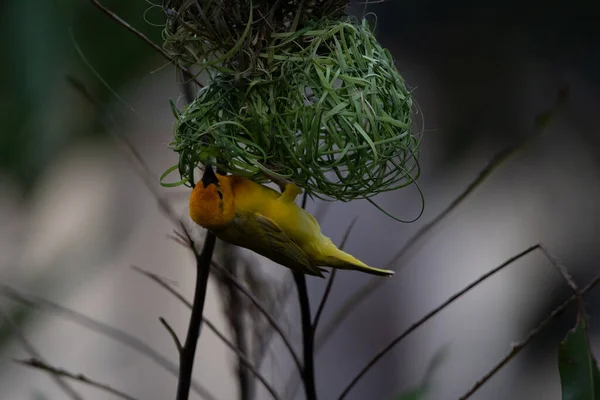 Uccello Tessitore Fringuello Wida Uccello Passeriforme Passeriformi Costruiscono Loro Nidi — Foto Stock