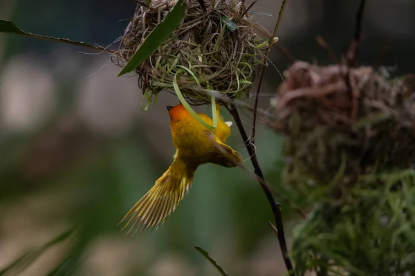 Weaver bird, wida finch, passerine bird, passeriformes build their nests on land. Take Safari in Kenya. yellow bird