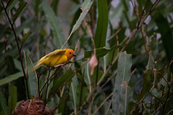 Oiseau Tisserand Pinsons Passereaux Passeriformes Construisent Leurs Nids Sur Terre — Photo