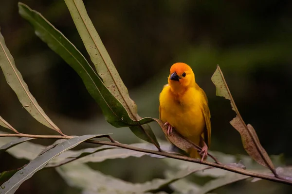 雏鸟在陆地上筑巢 带Safari去肯尼亚黄鸟 — 图库照片
