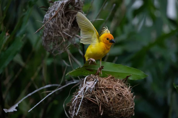 stock image Weaver bird, wida finch, passerine bird, passeriformes build their nests on land. Take Safari in Kenya. yellow bird