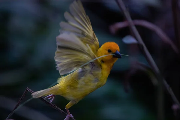 Tkający Ptak Wida Finch Przechodni Ptak Passeriformes Budują Gniazda Lądzie — Zdjęcie stockowe