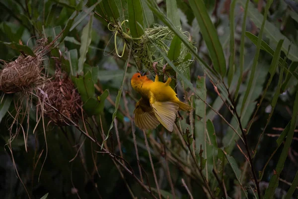 Webervogel Weidenfink Passantenvogel Passantenvögel Bauen Ihre Nester Land Nehmen Wir — Stockfoto