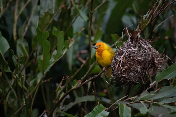 Oiseau Tisserand Pinsons Passereaux Passeriformes Construisent Leurs Nids Sur Terre — Photo
