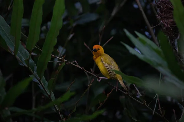 stock image Weaver bird, wida finch, passerine bird, passeriformes build their nests on land. Take Safari in Kenya. yellow bird