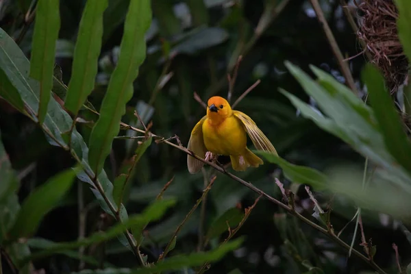 Weaver Bird Wida Finch Passerine Bird Passeriformes Constroem Seus Ninhos — Fotografia de Stock