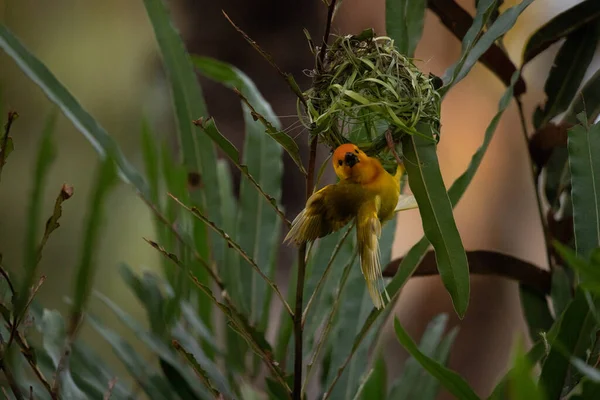 ウィーバー バード ウィドフィンチ パッセリン バード パッセリーは土地に巣を作る ケニアでサファリを取る 黄色の鳥 — ストック写真