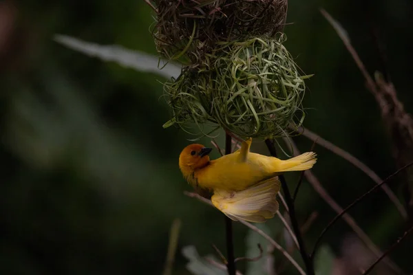 Weaver Bird Wida Finch Passerine Bird Passeriformes Bouwen Hun Nesten — Stockfoto