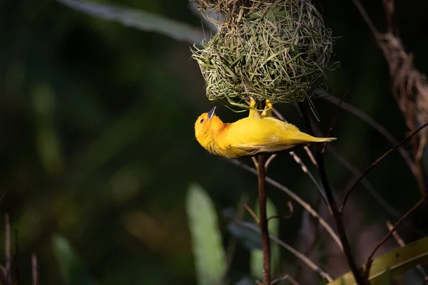 stock image Weaver bird, wida finch, passerine bird, passeriformes build their nests on land. Take Safari in Kenya. yellow bird