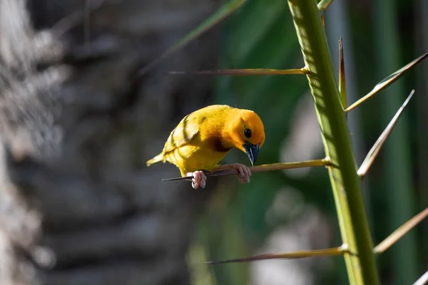 Weaver bird, wida finch, passerine bird, passeriformes build their nests on land. Take Safari in Kenya. yellow bird