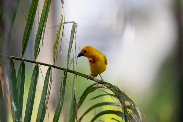 stock image Weaver bird, wida finch, passerine bird, passeriformes build their nests on land. Take Safari in Kenya. yellow bird