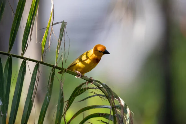 Webervogel Weidenfink Passantenvogel Passantenvögel Bauen Ihre Nester Land Nehmen Wir — Stockfoto