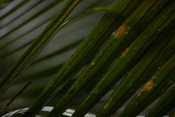 Nasse Palmblätter Regen — Stockfoto