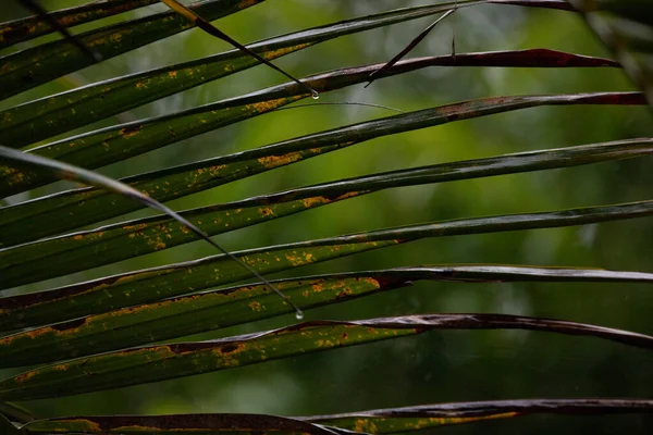 Nasse Palmblätter Regen — Stockfoto