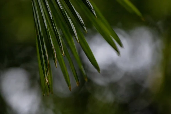 Vlhké Palmové Listy Dešti — Stock fotografie
